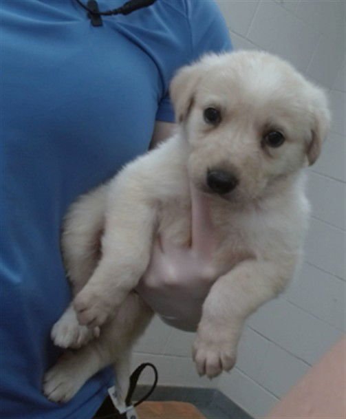 MEMPHIS - Queensland Heeler / Great Pyrenees available for adoption