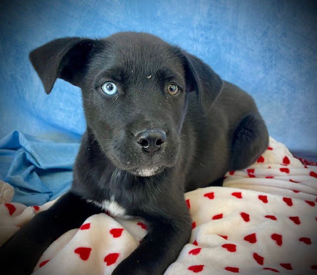NEO - Husky / Labrador Retriever available for adoption