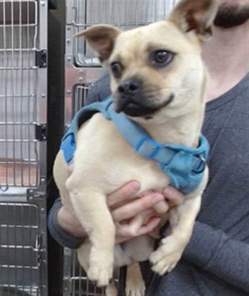 ROGER - Pug / French Bulldog available for adoption