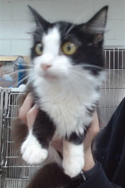 BELLE - Domestic Medium Hair available for adoption