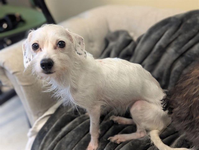 ERICA - Terrier available for adoption