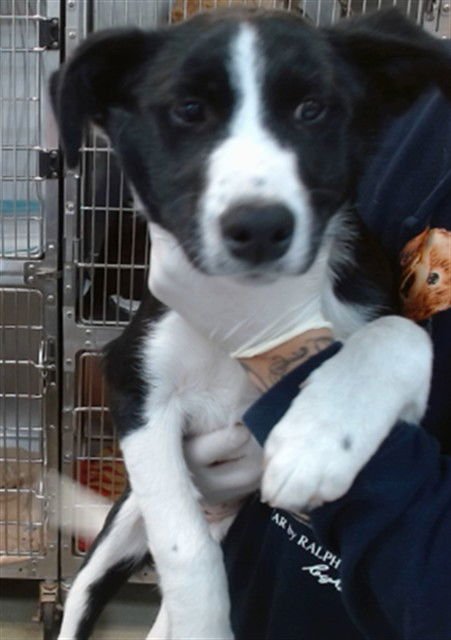 PORTER - Border Collie available for adoption