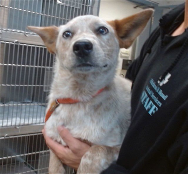 LUCY - Queensland Heeler available for adoption