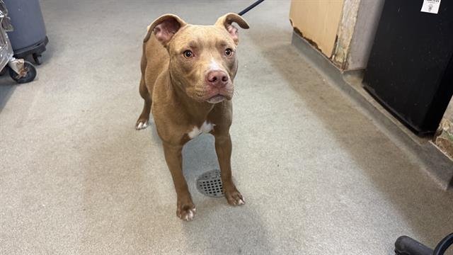 CLYDE - Pit Bull Terrier available for adoption