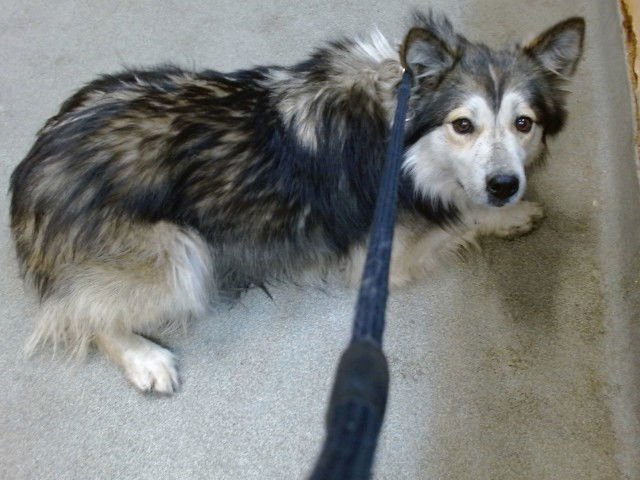 LULU - Shetland Sheepdog Sheltie available for adoption