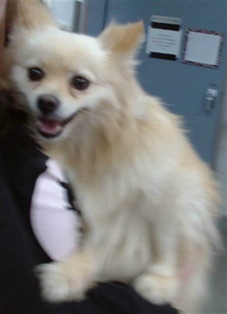 BERNADETTE - Pomeranian available for adoption