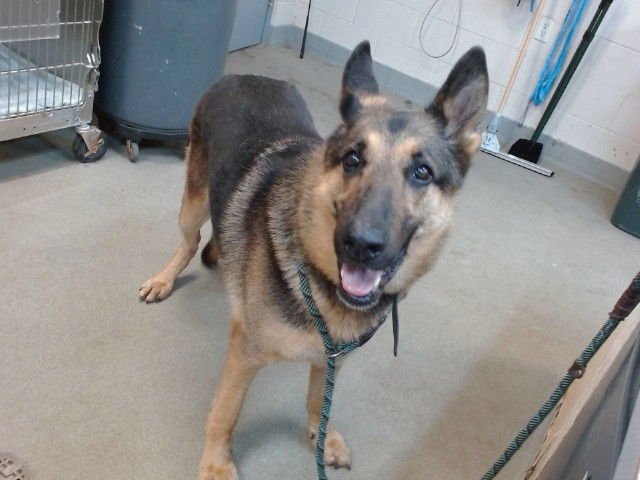 KANE - German Shepherd Dog available for adoption