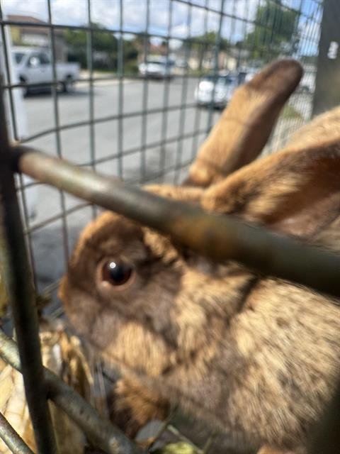 MUFFIN - Shorthaired Rabbit available for adoption
