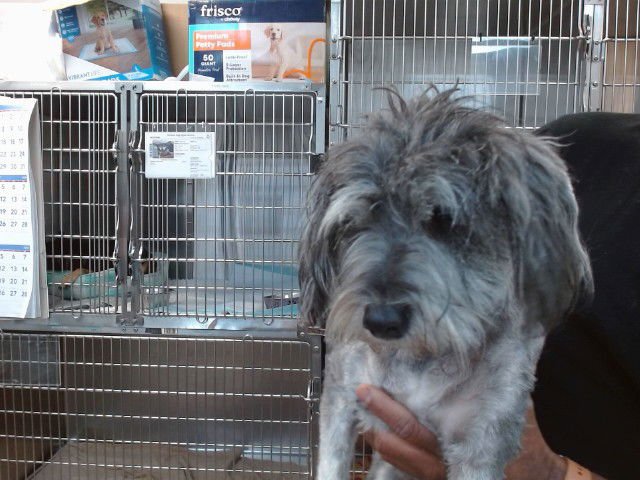 COSMO - Miniature Schnauzer available for adoption