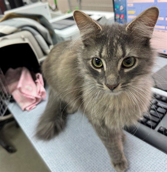 HENRY - Domestic Long Hair available for adoption