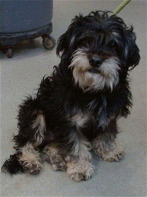 JONES - Miniature Schnauzer available for adoption