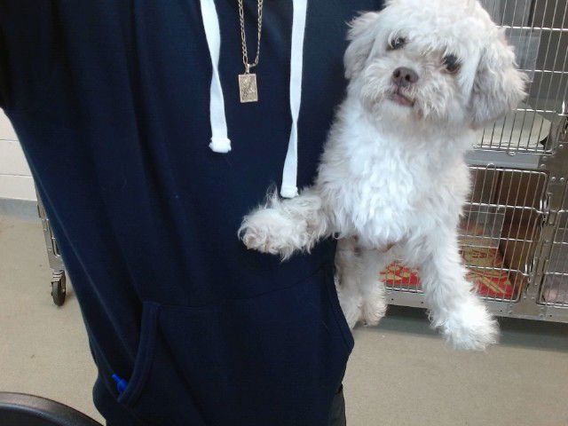 SNOW WHITE - Maltese / Shih Tzu available for adoption