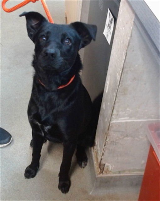 SPIKE - Labrador Retriever available for adoption