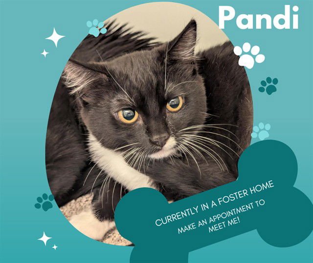 PANDI - Domestic Medium Hair available for adoption