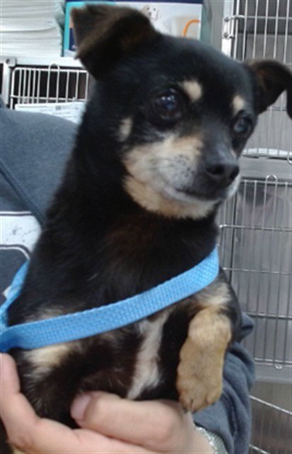 RUDY - Chihuahua available for adoption