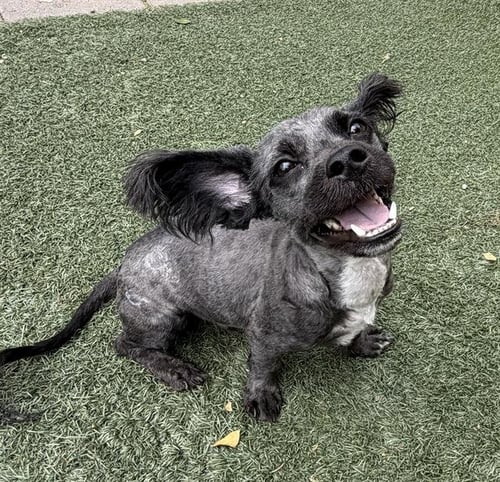 CHESTER - Terrier available for adoption