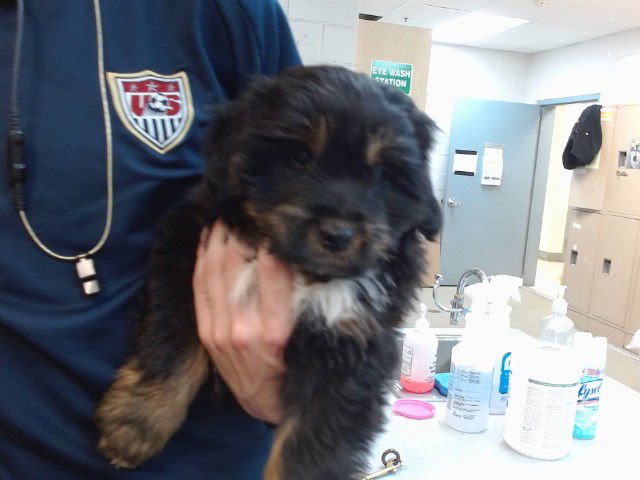 ANAKIN - Australian Shepherd available for adoption