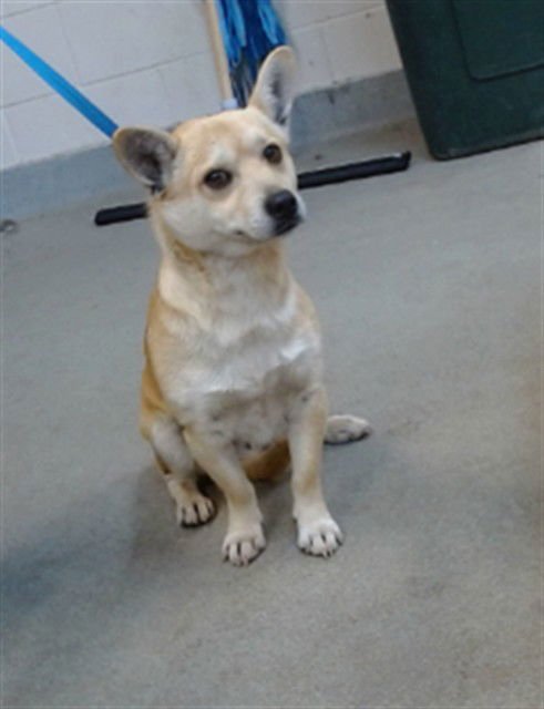 RIGGS - Chihuahua available for adoption