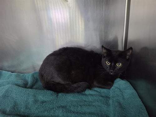 PEPPER - Domestic Short Hair available for adoption