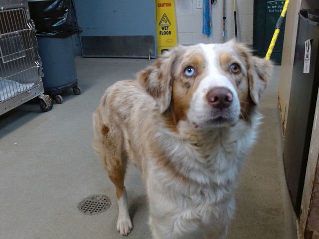 FROSTINE - Australian Shepherd available for adoption