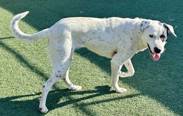 AYALA - Pointer / Great Pyrenees available for adoption