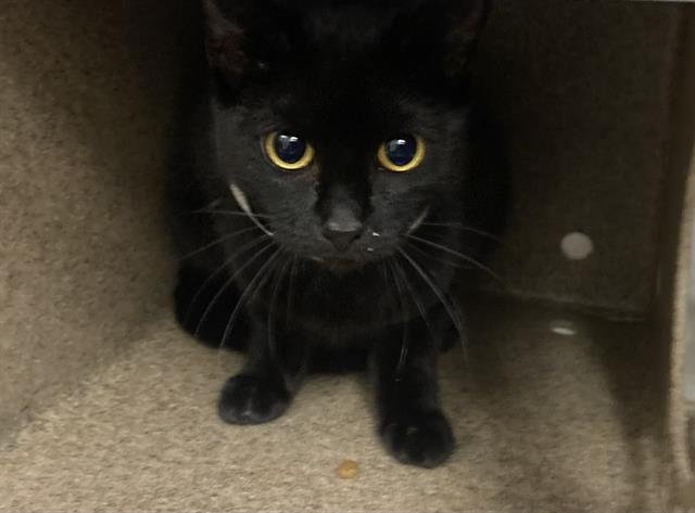 GRACE - Domestic Short Hair available for adoption