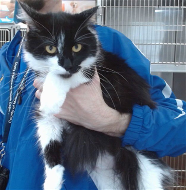 SOPHIE - Domestic Medium Hair available for adoption