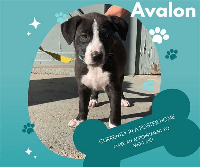 AVALON - Pit Bull Terrier available for adoption