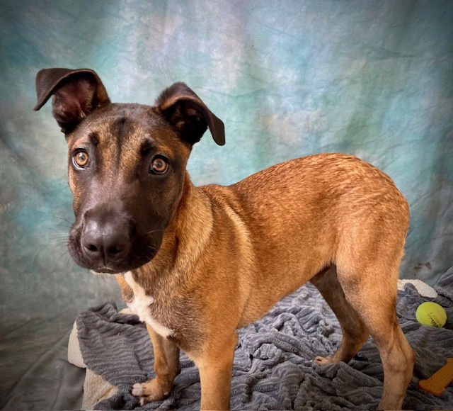 DONNER - Belgian Shepherd Malinois / Pit Bull Terrier available for adoption