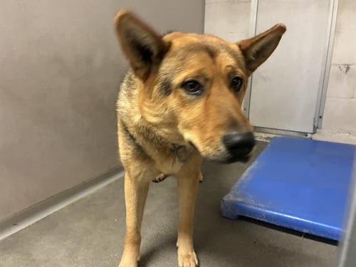 JESSY - German Shepherd Dog / Akita available for adoption