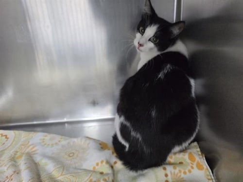 AMEERA - Domestic Short Hair available for adoption