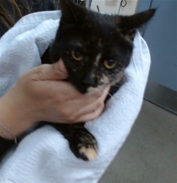 CINDER - Domestic Short Hair available for adoption