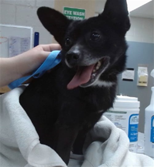 PIMPON - Chihuahua available for adoption