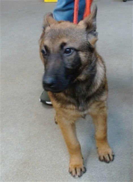 MAX - Belgian Shepherd Malinois available for adoption