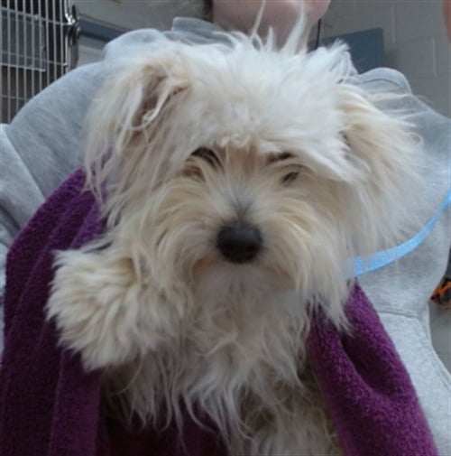 COOKIE - Maltese / Yorkshire Terrier Yorkie available for adoption