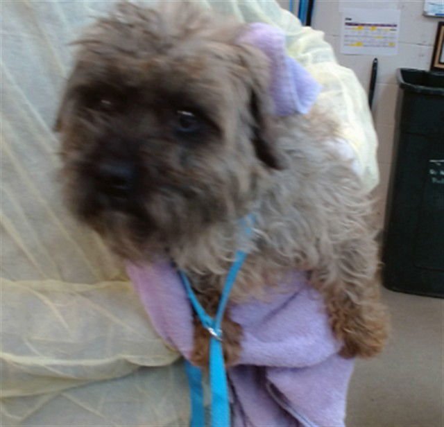 JUBAL - Terrier available for adoption