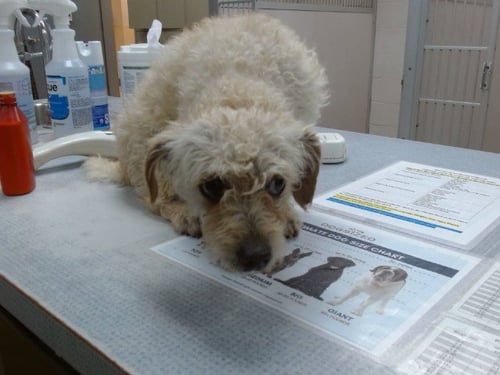 COOPER - Poodle (Miniature) available for adoption