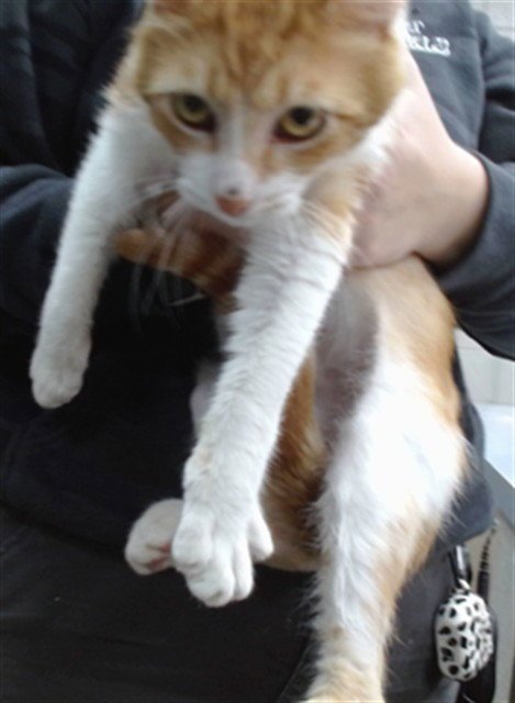 SUNRISE - Domestic Short Hair available for adoption
