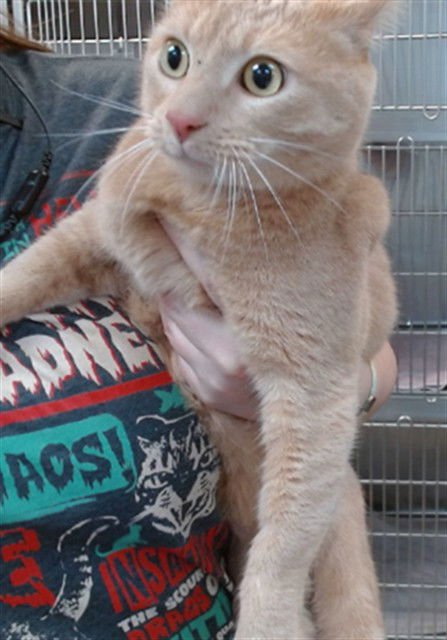 TOMMY - Domestic Short Hair available for adoption