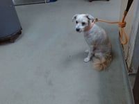BENNY - Photo 1