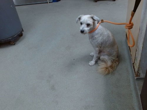 BENNY - Lhasa Apso available for adoption