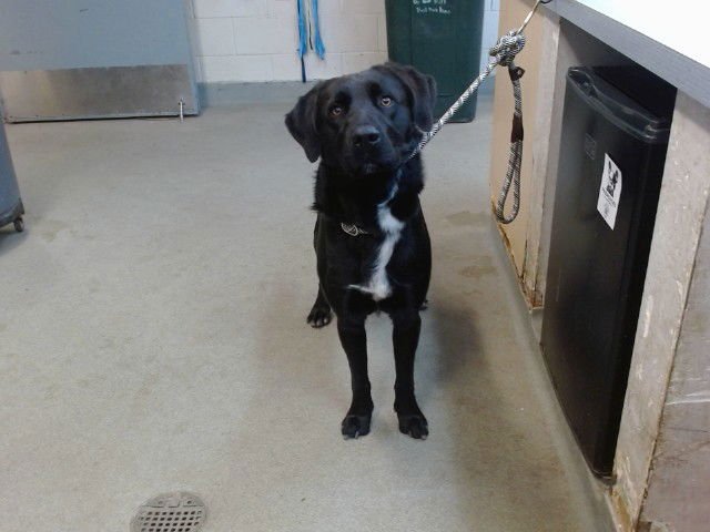 SCOOTER - Labrador Retriever / Pointer available for adoption