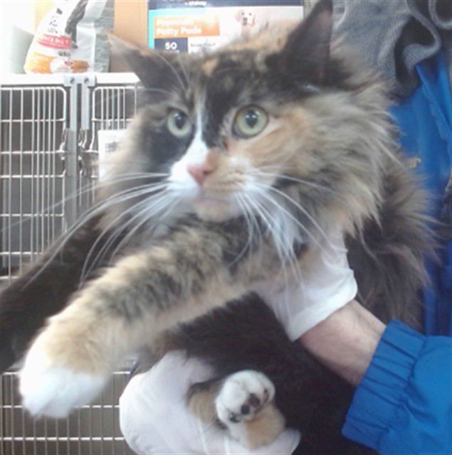 CHOCOFLAN - Domestic Long Hair available for adoption