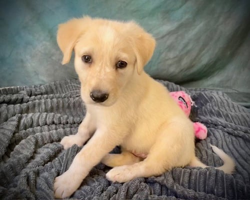 MEMPHIS - Queensland Heeler / Great Pyrenees available for adoption