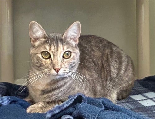 MIMI - Domestic Medium Hair available for adoption