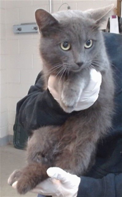 TAKESHI - Domestic Short Hair available for adoption