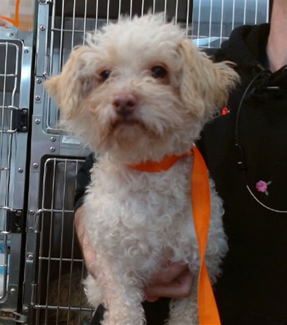 NINA - Poodle (Miniature) available for adoption