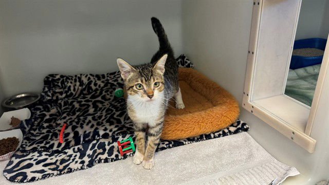 LAZ - Domestic Short Hair available for adoption