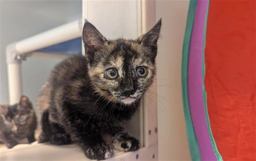 SUKI - Domestic Short Hair available for adoption