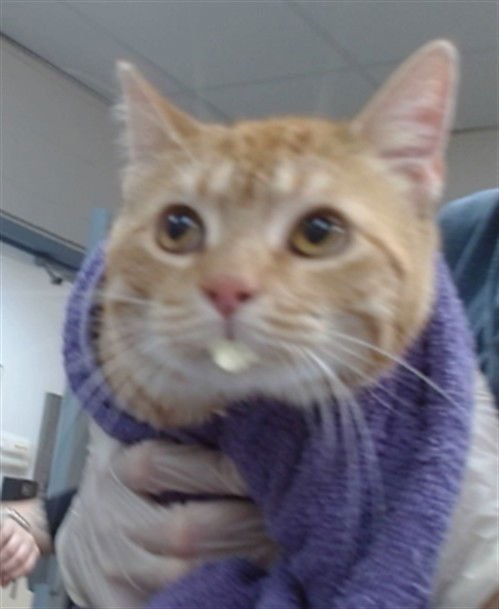 TOM - Domestic Short Hair available for adoption